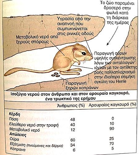 Θηλαστικά της ερήμου Ο αρουραίος καγκουρό δεν πίνει καθόλου νερό.