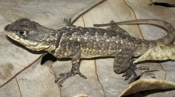 (Tropidurus) 22
