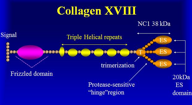 Η παρουσία του Collagen XVIII στους όγκους των σιελογόνων αδένων, δεν έχει μελετηθεί. Εικόνα 6. Σχηματική παράσταση του μορίου TOY Collagen XVIII 5.4.