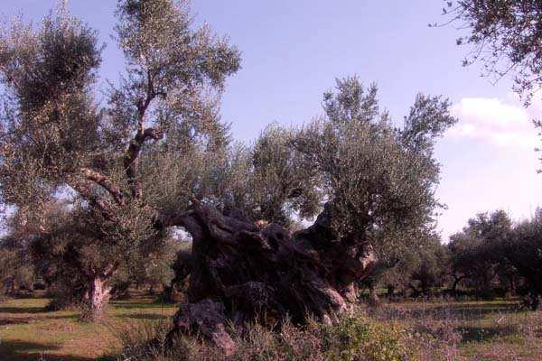 ορισµένα άλλα. Είναι χαρακτηριστικό ότι το κάλιο καλύπτει το µεγαλύτερο ποσοστό συγκριτικά µε τα άλλα στοιχεία.