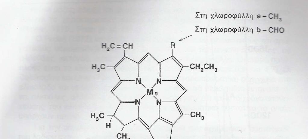 χλωροφύλλες που περιέχει, οι οποίες απορροφούν την ηλιακή ακτινοβολία σ