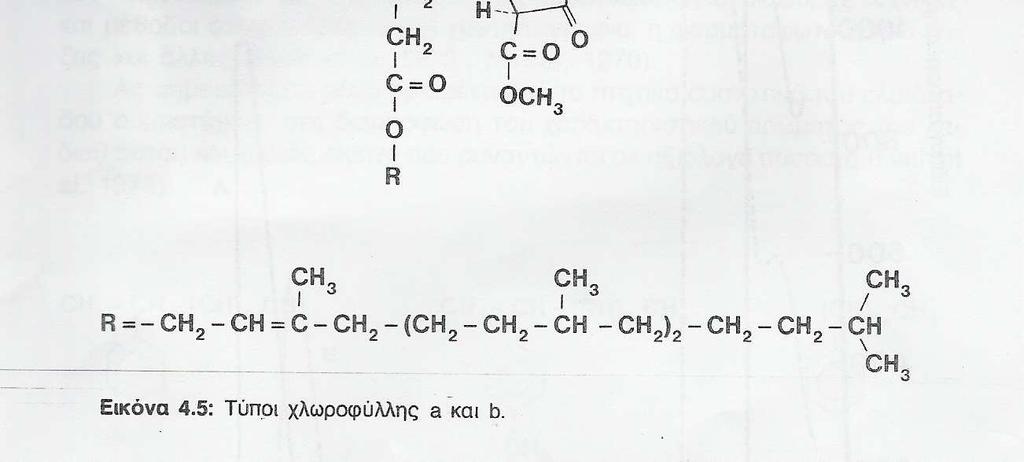 Είναι αξιοσηµείωτο ότι στο φως οι χλωροφύλλες και οι φαιοφυτίνες