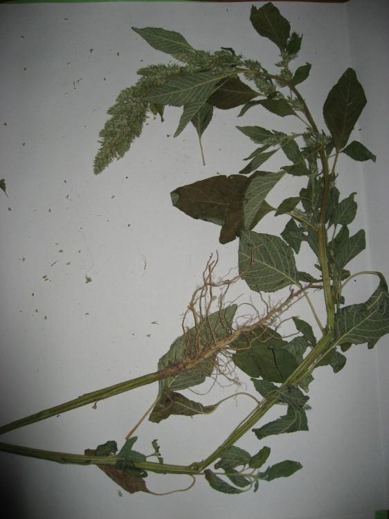 3. Carduus