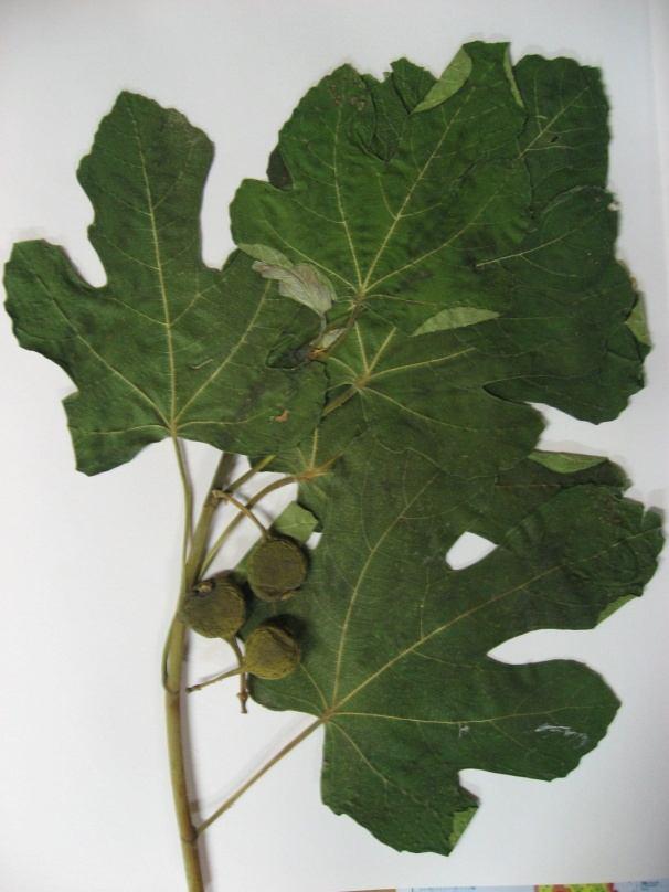 Urtica urens