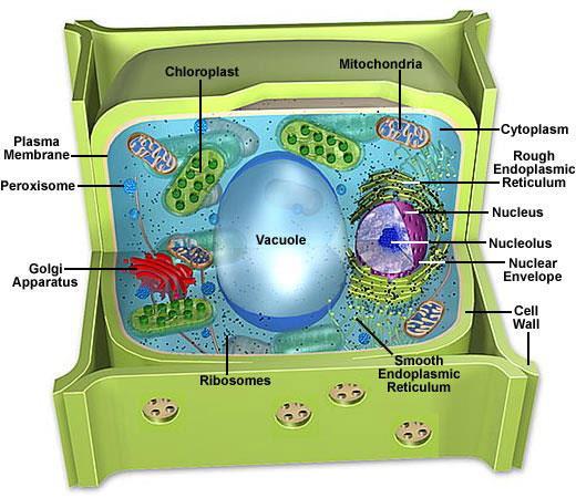 Κυτταρικό τοίχωμα Το φυτικό