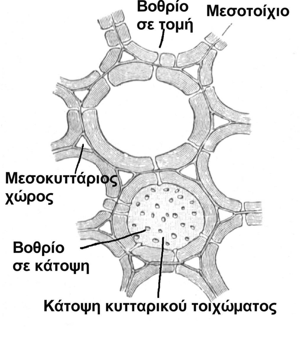 Βοθρία