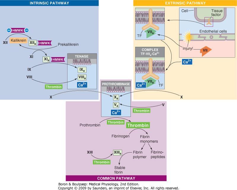 Downloaded from: StudentConsult (on 1