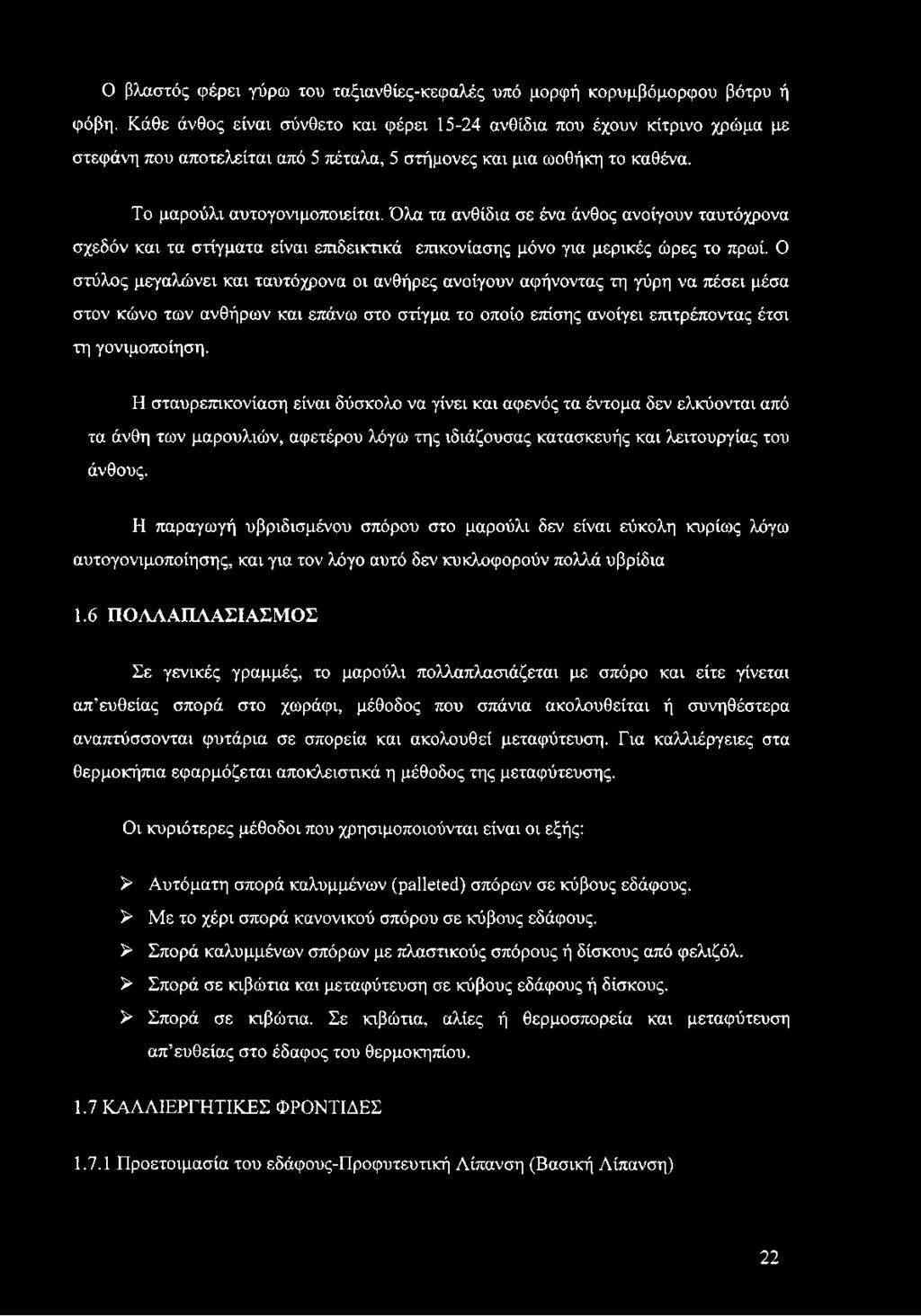 Όλα τα ανθίδια σε ένα άνθος ανοίγουν ταυτόχρονα σχεδόν και τα στίγματα είναι επιδεικτικά επικονίασης μόνο για μερικές ώρες το πρωί.