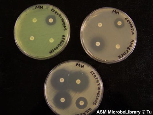 Pseudomonas aeruginosa, Serratia marcescens, and Staphylococcus aureus 10 µg of