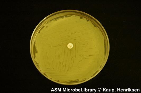 Staphylococcus