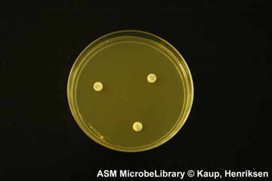 Oxacillin, doxycycline και cefoxitin Staphylococcus aureus Κριτιρια Αξιολόγθςθσ (ςε mm) για