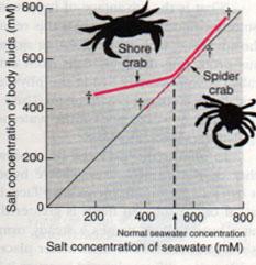 Υδρόβια ασπόνδυλα Αλμυρά νερά Στην πλειοψηφία τους θαλάσσια ασπόνδυλα βρίσκονται σε ωσμωτική ισορροπία με το περιβάλλον τους Τα ασπόνδυλα των