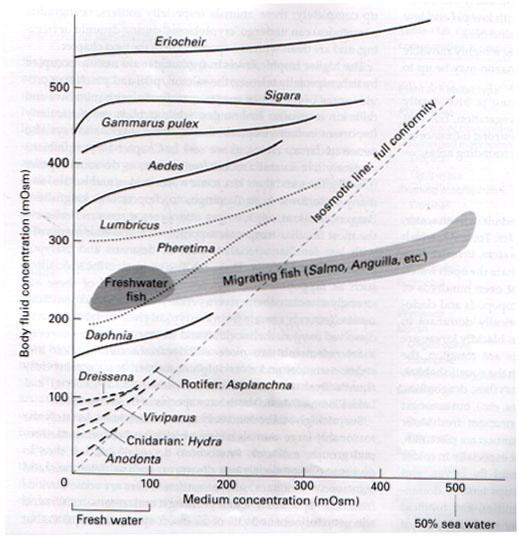 Γλυκά νερά Όλα τα ασπόνδυλα των γλυκών νερών είναι υπερωσμωτικά σε σχέση με το περιβάλλον μέσο