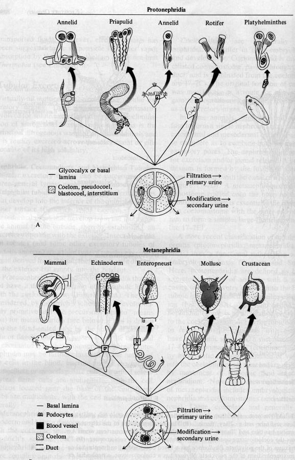 Πρωτονεφρίδια - Μετανεφρίδια Τα µεγαλύτερα και πιο