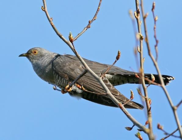 Διασπορά του Κούκου (Cuckoo Hashing) Μέθοδος κατακερματισμού ανοικτής διευθυνσιοδότησης, η οποία χρησιμοποιεί την ιδέα των 2 επιλογών. Οι συγκρούσεις επιλύονται με «έξωση» του προηγούμενου κλειδιού.