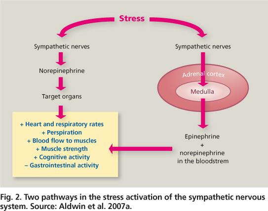 Το stress ενεργοποιεί το