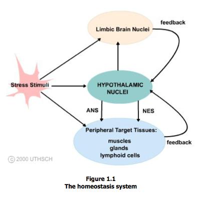 ΡΥΘΜΙΣΗ ΟΜΟΙΟΣΤΑΣΗΣ Η διεγερσιμότητα (ενεργοποίηση) των νευρώνων του ΑΝΣ ελέγχεται απο τον υποθάλαμο, μέσω συνάψεων που στέλνει στα προγαγγλιακά κύτταρα του