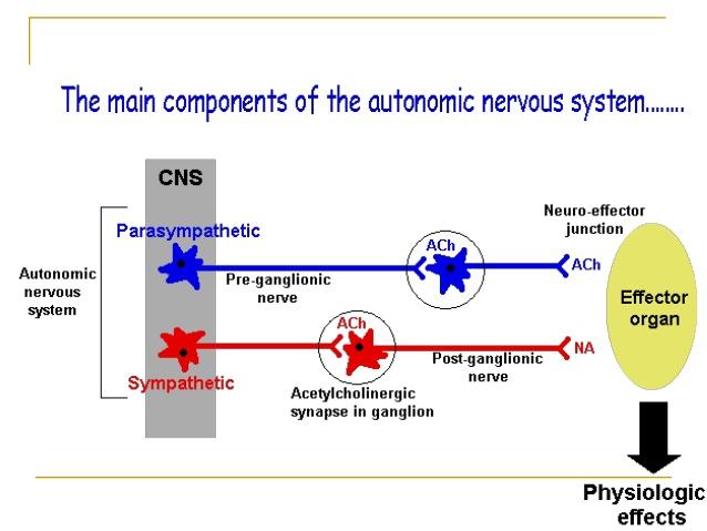 ΑΝΑΤΟΜΙΚΑ ΣΤΟΙΧΕΙΑ ΤΟΥ ΑΝΣ Αποτελείται από κέντρα του ΠΝΣ και εποπτεύεται απο ανώτερα κέντρα στο ΚΝΣ ΚΙΝΗΤΙΚΑ ΝΕΥΡΑ: Προγαγγλιακοί και μεταγαγγλιακοί νευρώνες και