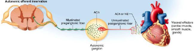 ΑΝΑΤΟΜΙΚΑ ΧΑΡΑΚΤΗΡΙΣΤΙΚΑ ΑΝΣ ΜΕΤΑΓΑΓΓΛΙΑΚΟΣ ΝΕΥΡΩΝΑΣ Είναι ο δεύτερος από τους δύο κινητικούς νευρώνες του ΑΝΣ. Το κυτταρικό του σώμα βρίσκεται στην περιφέρεια και σχηματίζει τα αυτόνομα γάγγλια.