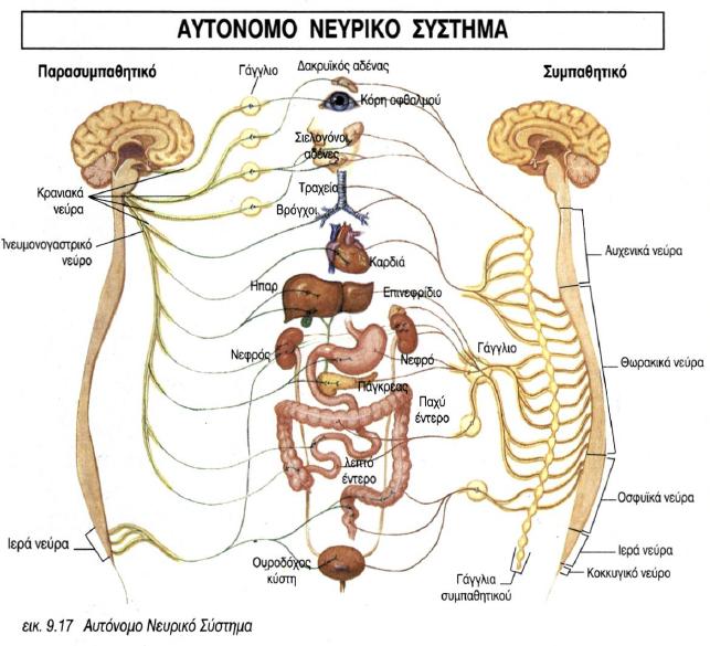 ΤΟ ΑΥΤΟΝΟΜΟ ΝΕΥΡΙΚΟ ΣΥΣΤΗΜΑ Το A.N.Σ εκπροσωπεί το τμήμα του Ν.Σ που νευρώνει τα σπλάχνα και τους αδένες και οι λειτουργίες του ρυθμίζονται από αντανακλαστικά κέντρα.