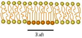 RAFTS Mεμβρανικοί σχηματισμοί εμπλουτισμένοι σε συγκεκριμένα λιπίδια, χοληστερόλη και πρωτεΐνες, που καταλήγουν