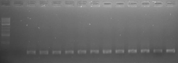 Σέθμξ, ημ πνμσυκ ηδξ δεφηενδξ PCR (465 bp) οπμαθήεδηε ζε κέα PCR εζςηενζηήξ έκεεζδξ ιε ημοξ εηηζκδηέξ 357f+GC ηαζ 534r, πνμηεζιέκμο κα πνμηφρεζ πνμσυκ ηαηάθθδθμ (194 bp) βζα ακάθοζδ ιε ηδ ιέεμδμ DGGE