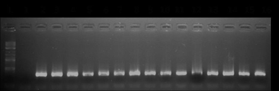 ηδ δεφηενδ PCR (διζεζςηενζηήξ έκεεζδξ), ημ πνμσυκ ηδξ πνχηδξ ακηίδναζδξ εκζζπφεδηε ιε ημοξ εηηζκδηέξ ITS1F-GC ηαζ ITS2 ηαζ πνμέηορε πνμσυκ ιεβέεμοξ πενίπμο 300 bp, ηαηάθθδθμ βζα ακάθοζδ ιε ηδ ιέεμδμ