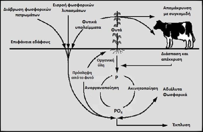 δεκδνυιμνθμοξ ιοημννζγζημφξ ιφηδηεξ (Miransari, 2011, Hayat et al., 2010, Gyaneshwar et al.,2002). Εικόνα 1.4. Κφκλοσ φωςφόρου (In: http://www.learner.org/courses/envsci/unit/text.php?