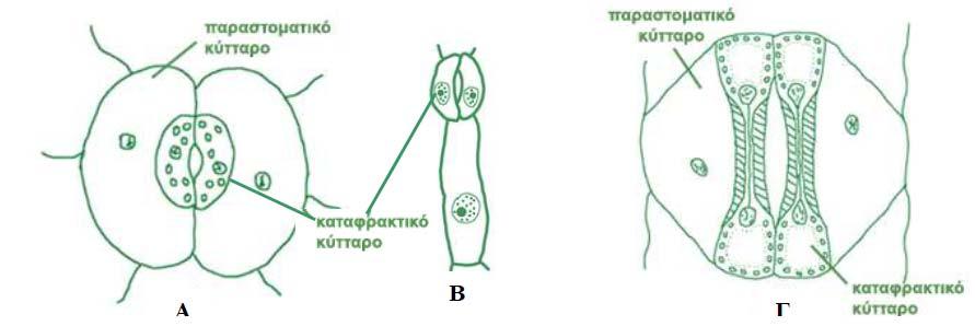 Εικόνα 1. Φύλλα (Εικόνα 2). Τα φύλλα επιτελούν τρεις λειτουργίες: φωτοσύνθεση - αναπνοή - διαπνοή.