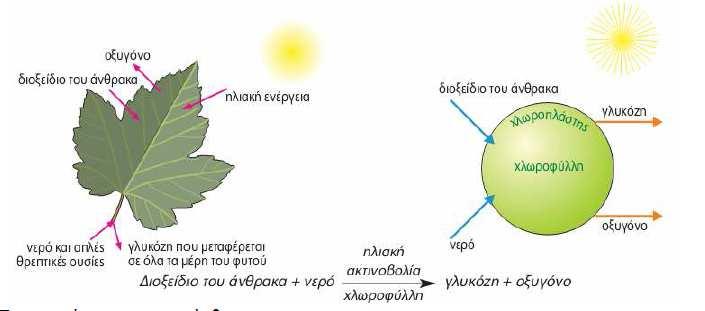 ΕΡΓΑΣΤΗΡΙΑΚΗ ΑΣΚΗΣΗ ΒΙΟΛΟΓΙΑΣ ΜΕΤΑΦΟΡΑ ΟΥΣΙΩΝ ΣΤΑ ΦΥΤΑ - ΦΩΤΟΣΥΝΘΕΣΗ Εισαγωγή Η ζωή στον πλανήτη μας, εδώ και δισεκατομμύρια χρόνια, στηρίζεται στην ενέργεια του Ήλιου.