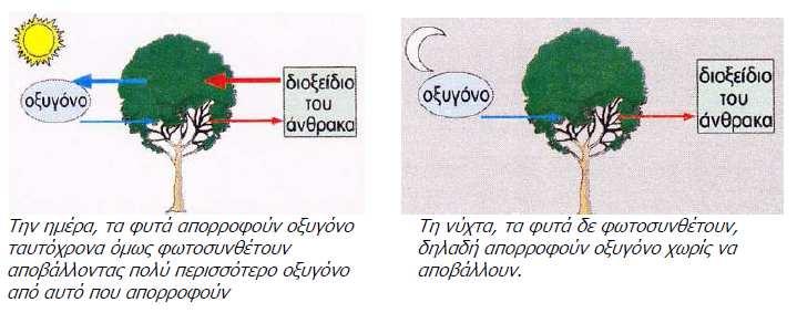 Εικόνα 2. Παραγωγή και απορρόφηση αερίων από τα φυτά στη διάρκεια του 24ώρου.