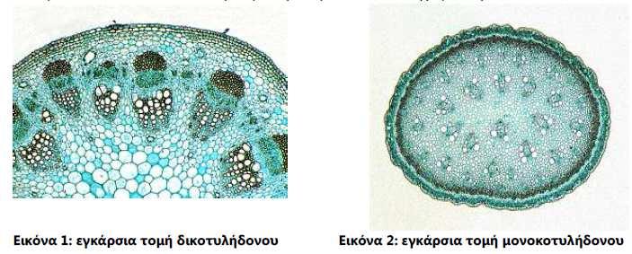 Εικόνα 4. Εγκάρσια τομή βλαστού μονοκοτυλήδονου και δικοτυλήδονου φυτού. Μέρος Α: Μακροσκοπικές παρατηρήσεις Απαιτούμενα Υλικά Όργανα - Αντιδραστήρια 1. Σύριγγα των 60 ml 2.