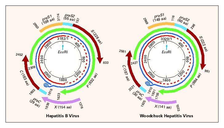 Εικόνα 2Α. Το γονιδίωµα του HBV και του ανάλογου ιού του τρωκτικού (W oodchuck).αρίθµηση από το σηµείο περιορισµού του ενζύµου EcoRI(Lee WM). Το ιϊκό DNA είναι µερικά διπλής έλικας (κόκινος κύκλος).