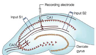 Ηλεκτρόδιο καταγραφής: Ηλεκτρόδιο διέγερσης Εικόνα 2. Ενδοκυττάρια καταγραφή από πυραμιδικό νευρώνα. Μartin & Kosik, 2002. Εικόνα 3. Διεγερτικά και ανασταλτικά μετασυναπτικά δυναμικά. A.