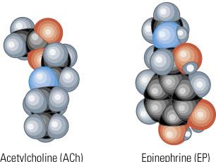 ΤΑΞΙΝΟΜΗΣΗ ΝΕΥΡΟΔΙΑΒΙΒΑΣΤΩΝ (Χημική δομή) Μικρο-μοριακοί διαβιβαστές