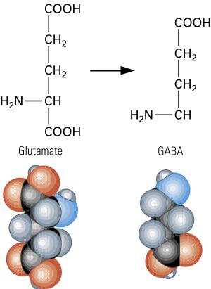 Γλουταμικό οξύ Γάμμα-αμινοβουτιρικό οξύ (GABA) Γλυκίνη Πεπτιδικοί διαβιβαστές