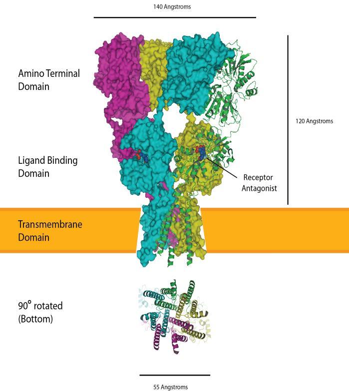 Υποδοχείς Οι υποδοχείς Ν.Δ είναι διαμεμβρανικές πρωτεΐνες που συντίθενται στο σώμα των νευρώνων.