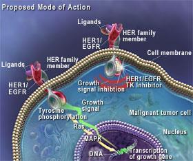 Παραδείγματα στοχευμένης θεραπείας Το γονίδιο HER1 «αξιοποιεί» τον υποδοχέα του επιδερμικού αυξητικού παράγοντα και με την πρόσδεση του EGF μεταφέρει μηνύματα