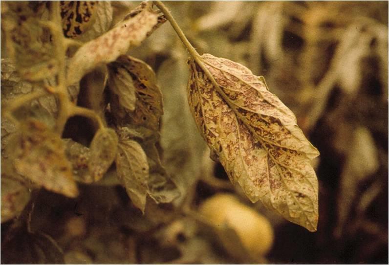 Φύλλα τομάτας που είναι μολυσμένα για κάποιο διάστημα
