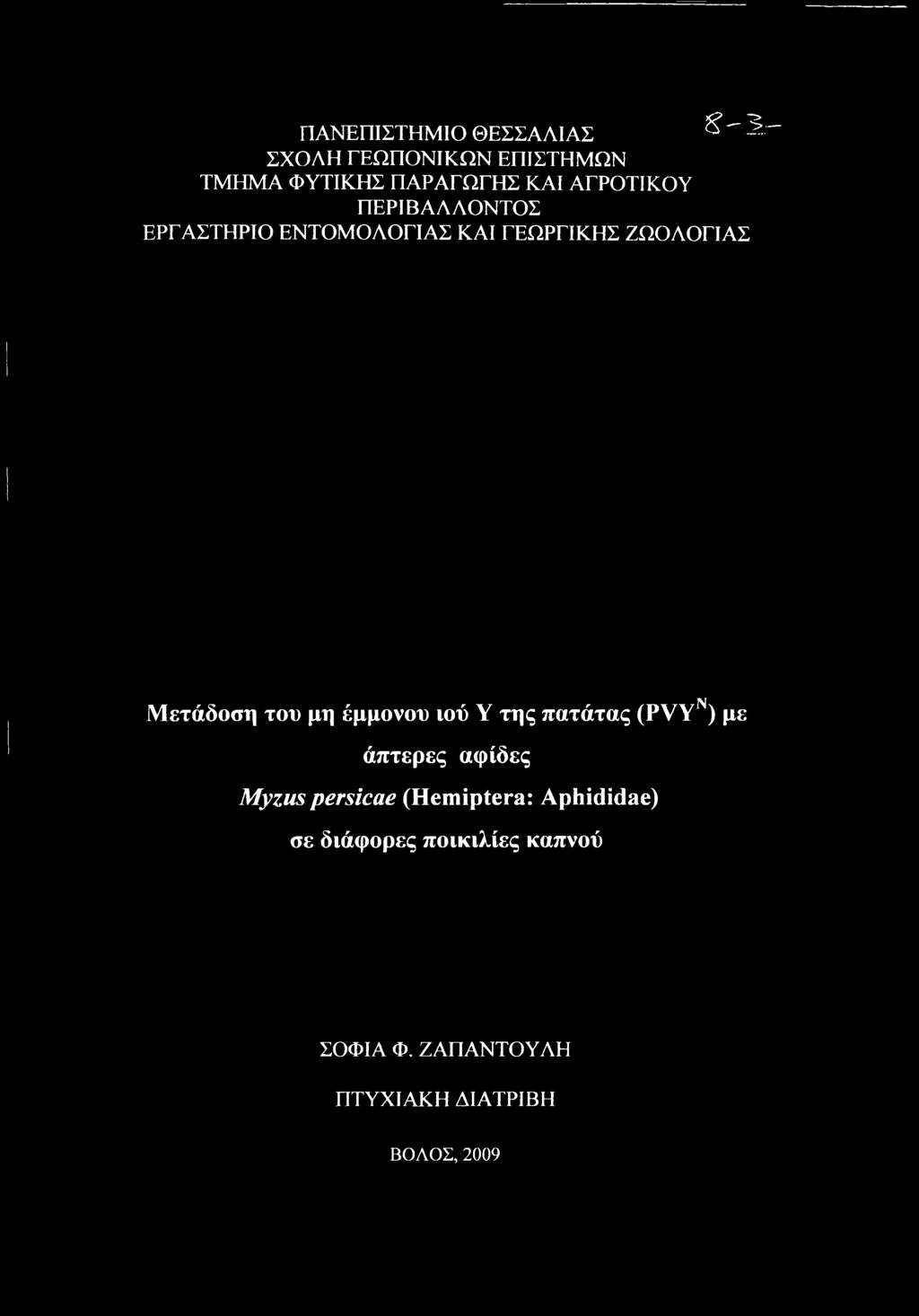 πατάτας (PVY ) με άπτερες αφίδες Myzus persicae