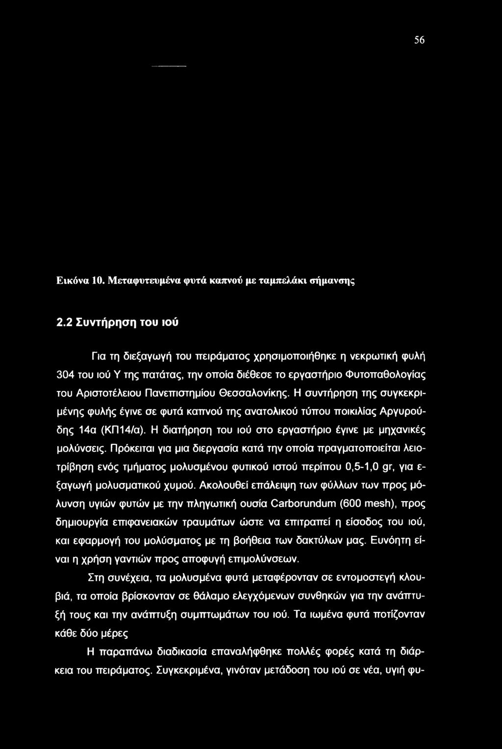 Ακολουθεί επάλειψη των φύλλων των προς μόλυνση υγιών φυτών με την πληγωτική ουσία Carborundum (600 mesh), προς δημιουργία επιφανειακών τραυμάτων ώστε να επιτραπεί η είσοδος του ιού, και εφαρμογή του