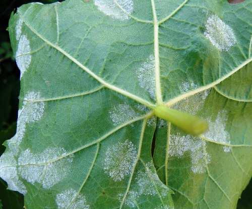 ιάγνωση του µύκητα: Τυχόν ύποπτα φύλλα, µε κηλίδες χωρίς εξανθήσεις κλείνονται σε