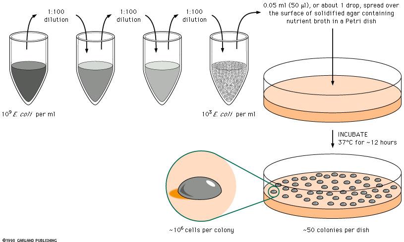 Ανάπτυξη βακτηρίων σε στερεά θρεπτικά υλικά και υπολογισμός αριθμού βακτηρίων Αραίωση 1:100 Αραίωση 1:100 Αραίωση 1:100 0.