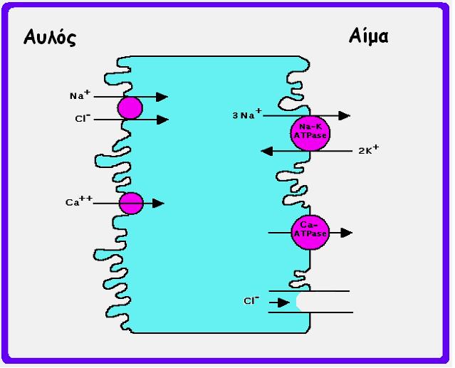 Επαναρρόφηση χλωρίου Στην αγκύλη του Henle Είσοδος στο κύτταρο με μεταφορέα Na + -