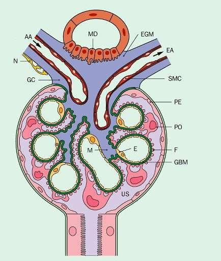 Η δομή του νεφρώνα Ο νεφρώνας αποτελείται από: το αγγειώδες σπείραμα