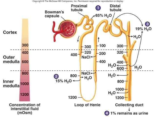 Συμπύκνωση των ούρων Υποωσμωτικά ούρα, 100 mosm, αναχωρούν από την αγκύλη Henle Τα αθροιστικά δίνουν τη δυνατότητα