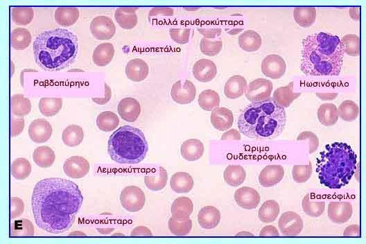 απύρηνα) Αίμα πτηνού (ερυθροκύτταρα εμπύρηνα) Αίμα