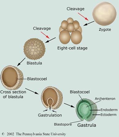 Βασικοί ταξινομικοί χαρακτήρες Εμβρυϊκή ανάπτυξη Βλαστίδιο: σχηματισμός κοίλης σφαίρας από τα βλαστομερίδια, στο εσωτερικό της οποίας (βλαστοκοίλωμα), συγκεντρώνεται η λέκιθος.