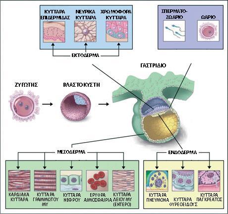 Γαστρίδιο: εγκόλπωση κυττάρων του φυτικού πόλου του βλαστιδίου και σχηματισμός της γαστρικής κοιλότητας (αρχέντερο) που περιβάλλεται από διπλή στιβάδα κυττάρων.