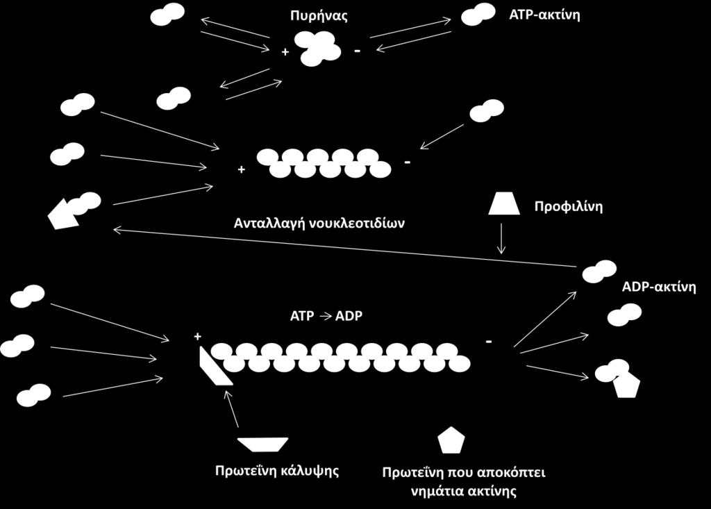 α 15. α α απα α π υ α ( π π απ Nürnberg et al, 2011) Ό α υπ α α υ α, π α υ de novo α α π υ, α υ α α α (Chesarone et al, 2009, Campellone et al, 2010). π αυ α π απ υ α πα.